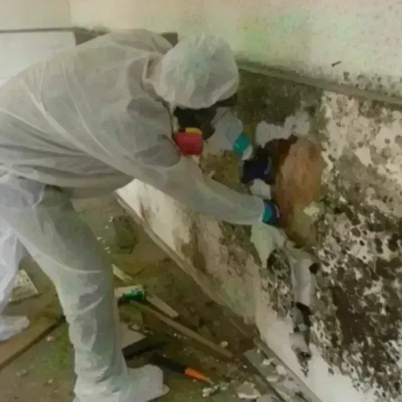 Mold Remediation and Removal in Orange City, FL